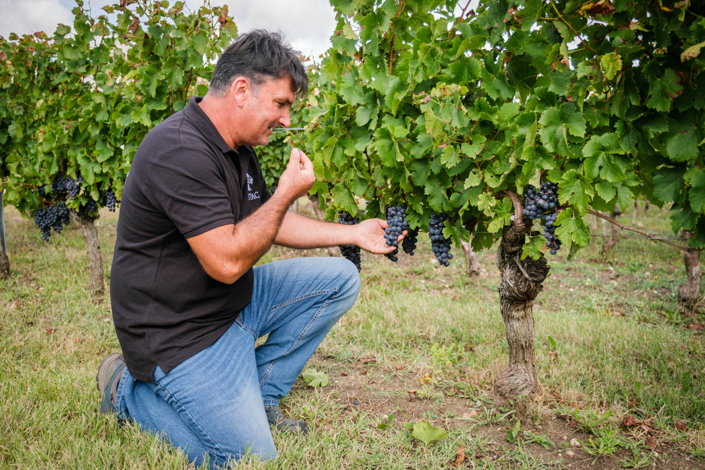 Un vigneron devant sa vigne en train de gouter un raisin.