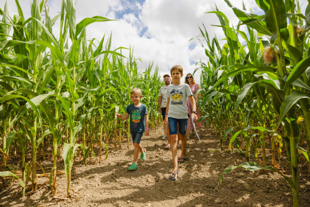 2 Enfants marchant dans un champs de maïs avec leurs parents derrière