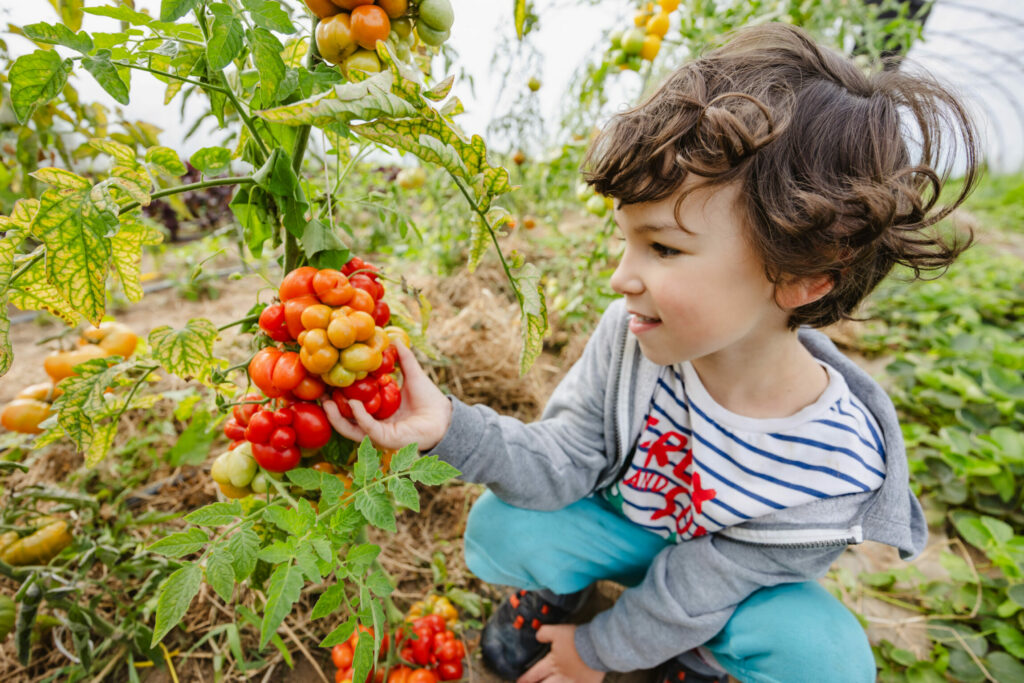 Enfant accroupi portant dans une main une grappe de tomates de plusieurs couleurs
